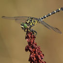 Onychogomphus forcipatus forcipatus (Kleine Zangenlibelle) - Männchen