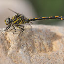 Onychogomphus uncatus (Große Zangenlibelle) - Männchen