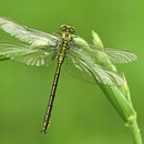 Gomphus pulchellus (Westliche Keiljungfer) - junges Männchen