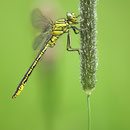 Gomphus pulchellus (Westliche Keiljungfer) - Männchen