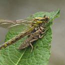 Gomphus vulgatissimus (Gemeine Keiljungfer) - schlüpfendes Weibchen