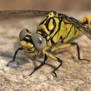 Onychogomphus forcipatus unguiculatus (Westliche Zangenlibelle) - junges Weibchen