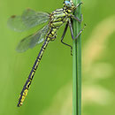 Gomphus pulchellus (Westliche Keiljungfer) - Männchen