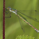 Glänzende Binsenjungfer (Lestes dryas) - Weibchen