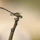 Onychogomphus forcipatus forcipatus (Kleine Zangenlibelle) - Männchen