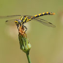 Onychogomphus uncatus (Große Zangenlibelle) - Junges Weibchen