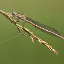 Sibirische Winterlibelle (Sympecma paedisca) - frisches Weibchen