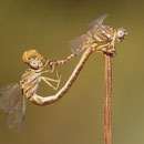 Onychogomphus costae (Braune Zangenlibelle) - Paarungsrad