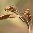 Onychogomphus costae (Braune Zangenlibelle) - Paarungsrad