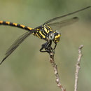 Onychogomphus uncatus (Große Zangenlibelle) - Männchen