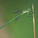 Kleine Binsenjungfer (Lestes virens) - Junges Männchen