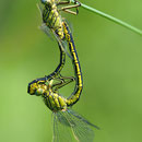 Gomphus pulchellus (Westliche Keiljungfer) - Paarungsrad