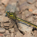 Gomphus simillimus (Gelbe Keiljungfer) - Weibchen