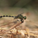 Onychogomphus forcipatus forcipatus (Kleine Zangenlibelle) - Männchen