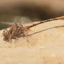 Onychogomphus costae (Braune Zangenlibelle) - Männchen