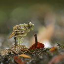 Onychogomphus forcipatus forcipatus (Kleine Zangenlibelle) - schlüpfendes Männchen