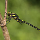 Cordulegaster bidentata (Gestreifte Quelljungfer) - Männchen