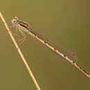 Gemeine Winterlibelle (Sympecma fusca) - junges Männchen