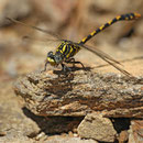 Onychogomphus uncatus (Große Zangenlibelle) - Männchen