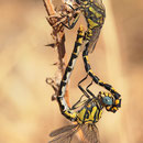 Onychogomphus uncatus (Große Zangenlibelle) - Paarungsrad