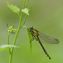 Gomphus vulgatissimus (Gemeine Keiljungfer) - frisches Männchen