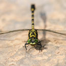 Onychogomphus forcipatus forcipatus (Kleine Zangenlibelle) - Männchen