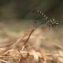 Onychogomphus forcipatus forcipatus (Kleine Zangenlibelle) - Männchen beim Abflug