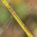 Südliche Binsenjungfer (Lestes barbarus) - Weibchen