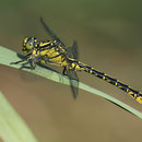 Gomphus graslinii (Französische Keiljungfer) - Männchen