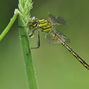 Gomphus pulchellus (Westliche Keiljungfer) - Männchen