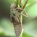 Gomphus vulgatissimus (Gemeine Keiljungfer) - schlüpfendes Männchen