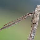 Gemeine Winterlibelle (Sympecma fusca) - Männchen