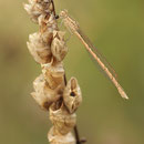 Sibirische Winterlibelle (Sympecma paedisca) - Weibchen