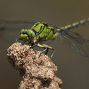 Ophiogomphus cecilia (Grüne Flussjungfer) - Männchen