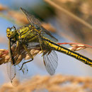Gomphus pulchellus (Westliche Keiljungfer) - Weibchen beim Verzehr einer Kleinlibelle