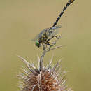 Onychogomphus forcipatus forcipatus (Kleine Zangenlibelle) - Männchen