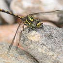 Onychogomphus uncatus (Große Zangenlibelle) - Junges Männchen