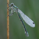 Glänzende Binsenjungfer (Lestes dryas) - Weibchen