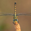 Onychogomphus forcipatus unguiculatus (Westliche Zangenlibelle) - Weibchen