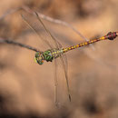 Paragomphus genei (Grüne Sandjungfer) - Männchen