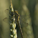 Gomphus graslinii (Französische Keiljungfer) - Weibchen