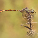 Paragomphus genei (Grüne Sandjungfer) - Männchen