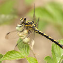 Onychogomphus uncatus (Große Zangenlibelle) - Junges Weibchen