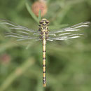 Onychogomphus forcipatus unguiculatus (Westliche Zangenlibelle) - frisches Weibchen