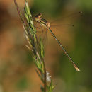 Südliche Binsenjungfer (Lestes barbarus) - Weibchen