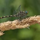 Onychogomphus forcipatus unguiculatus (Westliche Zangenlibelle) - Männchen