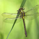 Gomphus vulgatissimus (Gemeine Keiljungfer) - frisches Weibchen