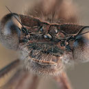 Gemeine Winterlibelle (Sympecma fusca) - Männchen