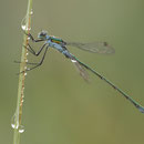 Gemeine Binsenjungfer (Lestes sponsa) - Männchen