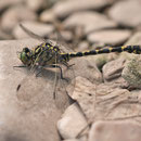 Onychogomphus forcipatus forcipatus (Kleine Zangenlibelle) - Männchen